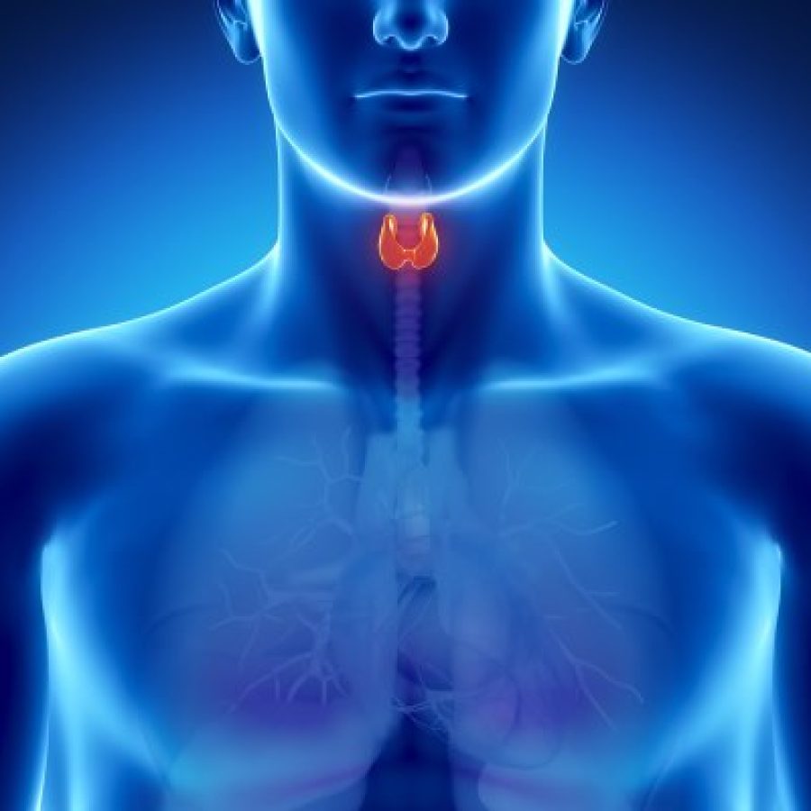Endocrinologia